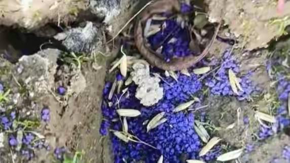 太可恶了，江西湿地竟然有人投毒！12月8日，江西省余干县公安局发布警情通报：