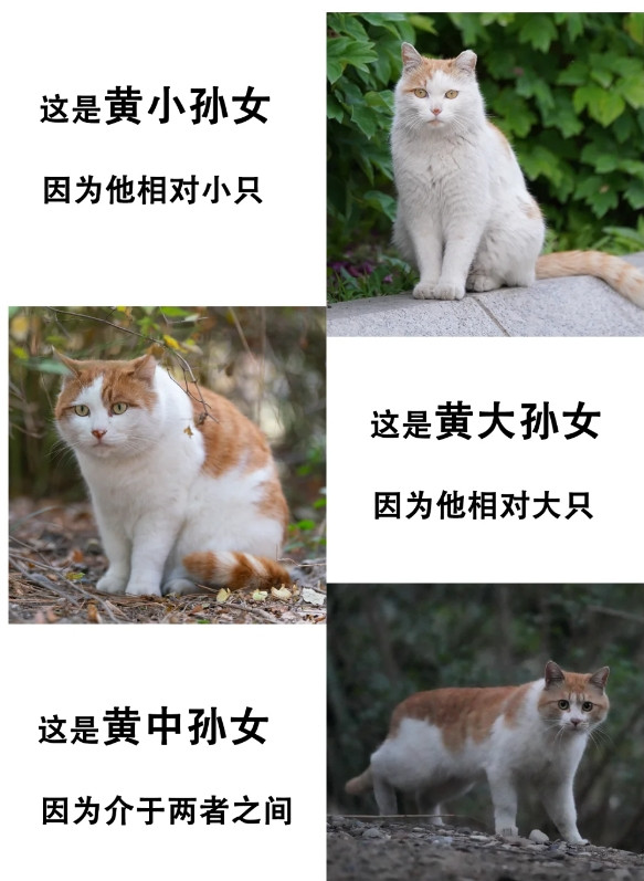 如何用北大猫协的方式给橘猫取名字，好像大家很喜欢用吃的来给橘猫取名字#北大猫协