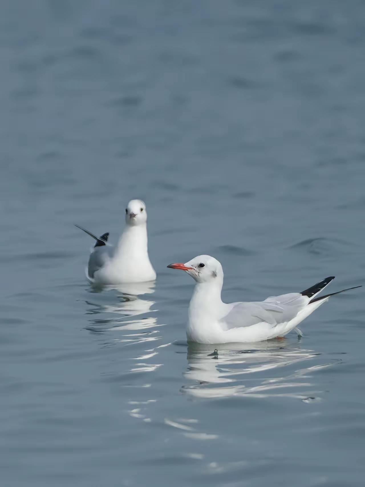 一直不理解女儿，​长在青岛，重点大