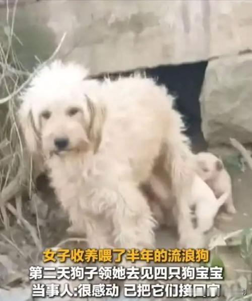 女子收养流浪狗，竟被领着见狗宝宝近日，一位女子好心收养了一只流浪狗。没过几天