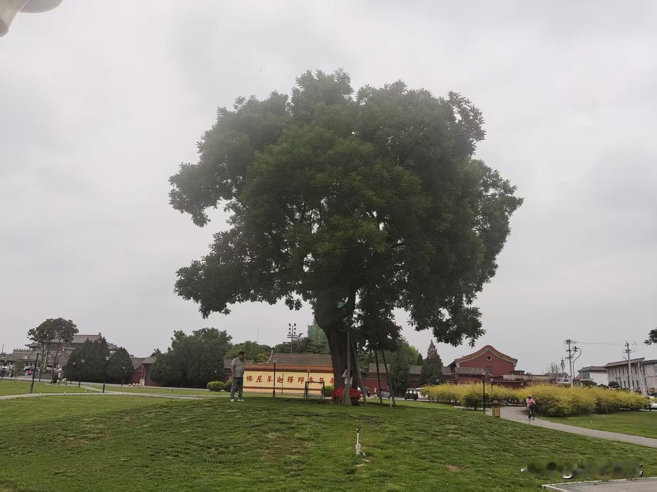 在正定古城中有五座古寺，只有临济寺是免费开放的，也是目前正定古城内唯一的一个免费
