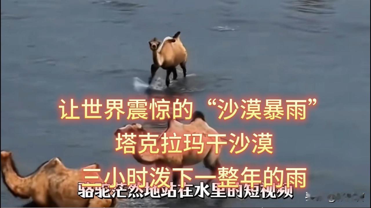 历史罕见！塔克拉玛干沙漠南缘迎来破纪录降雨6月19日至20日，位于塔克拉玛干