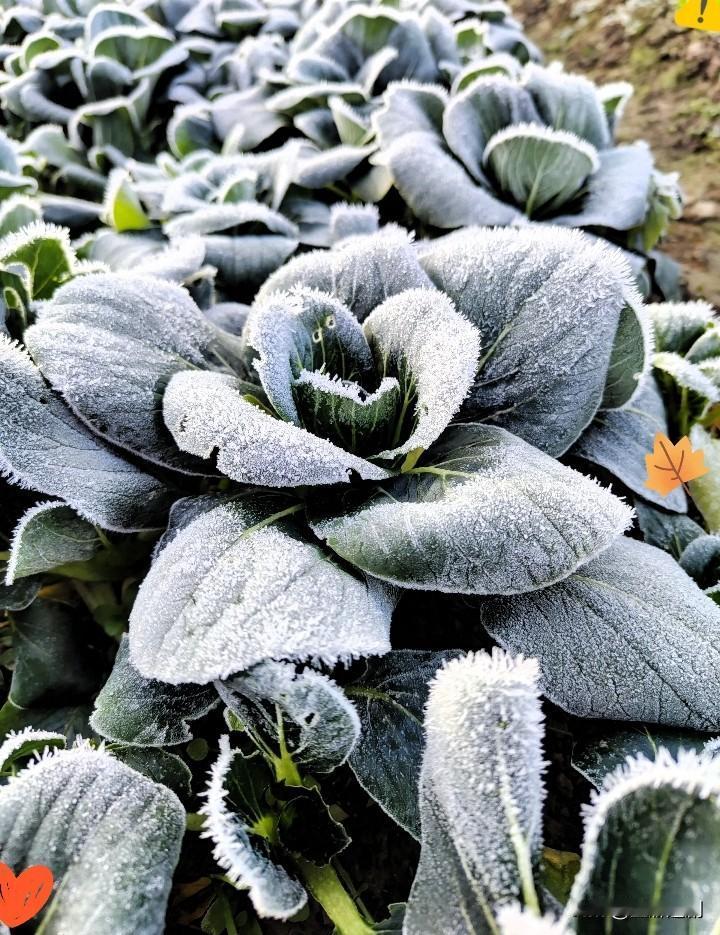 给大家提个醒！还有7天到1月17日，家里有老人小孩的，尽量少出门，出门也得做好