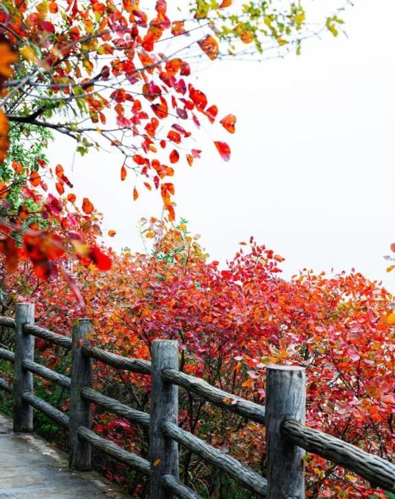 三峡红叶徒步休闲旅行这不是一次走马观花的游船观光，而是一次用脚步丈量三峡秋