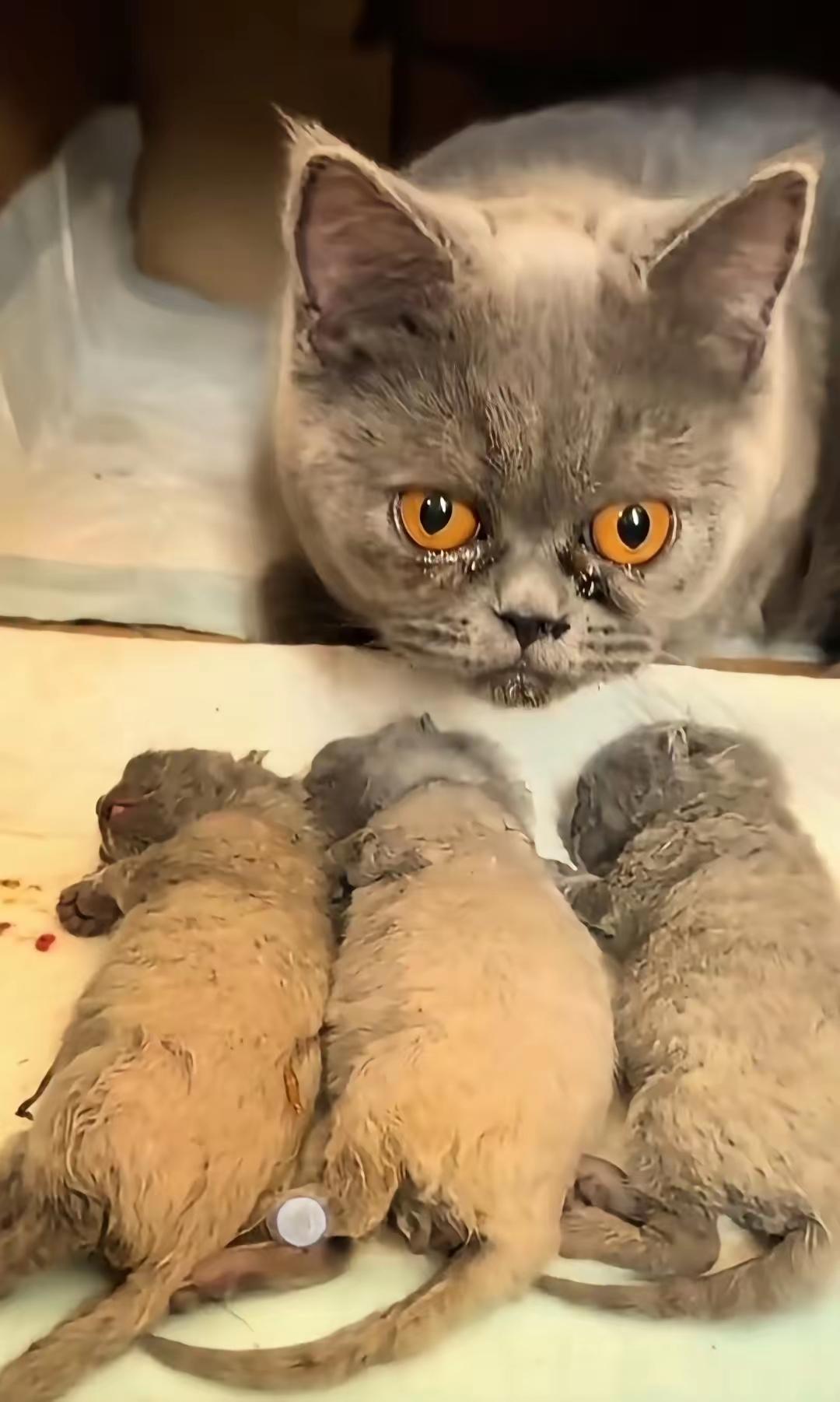 猫咪妈妈伤心的哭了猫妈妈刚生了三个小崽崽，还没有满月，一个淘气的孩子把三个小