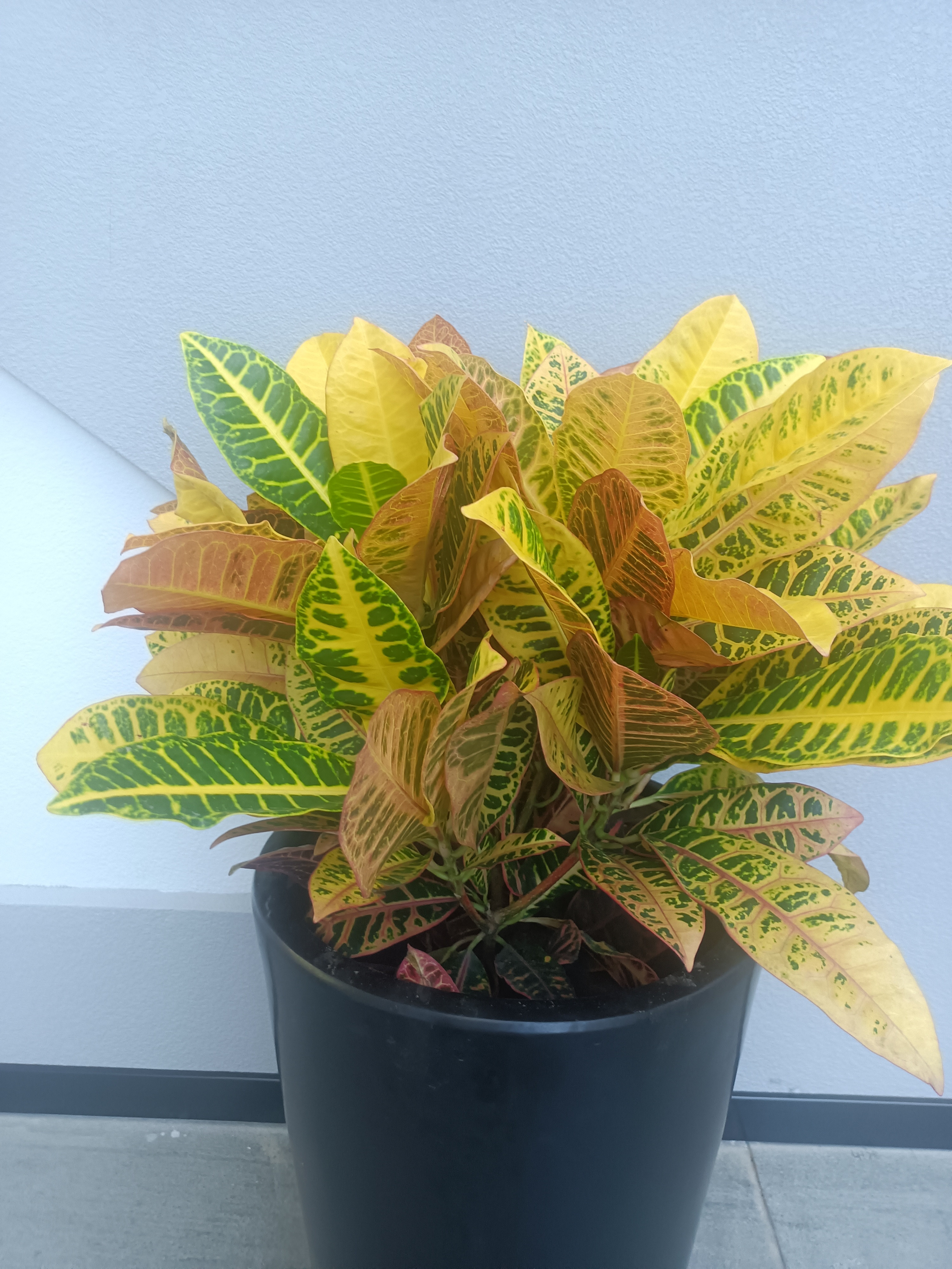 都市丽人，曾经可是风光无限。1998年成立的它，产品涵盖文胸、内裤等...