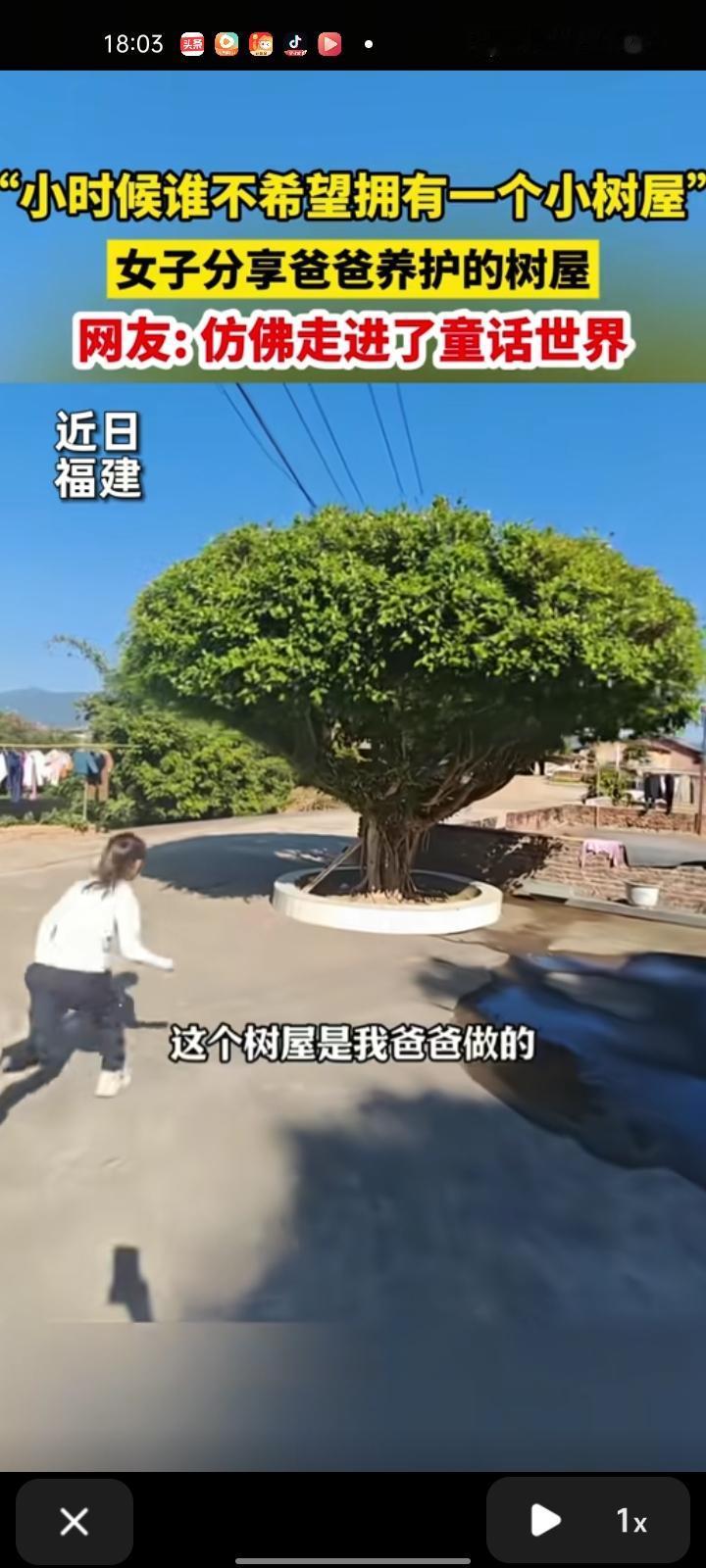 近日，莆田市仙游县。女子分享父亲养护的树屋，至今已有20年之久。父亲一开始就修剪