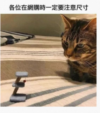 猫：这是什么东西