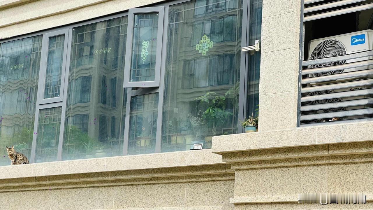 同样是身为母亲的猫妈妈，命运却是云泥之别。一只栖身阴冷逼仄的空调井，风雨无依，