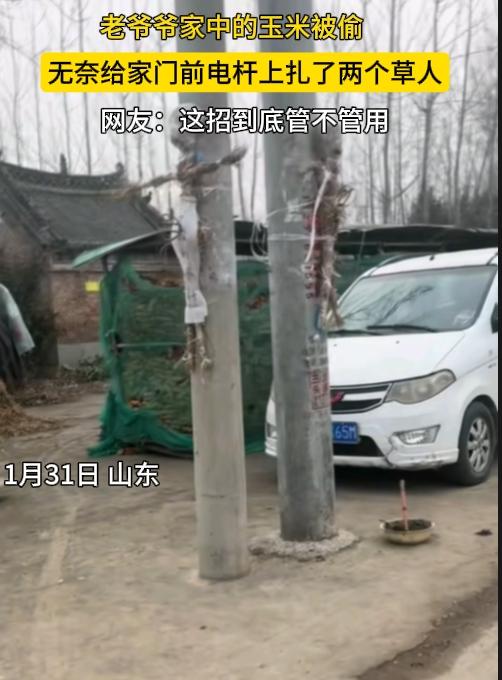 山东，一老爷爷家中的玉米被偷，无奈给家门前电杆上扎了两个草人，草人身上贴了张纸，