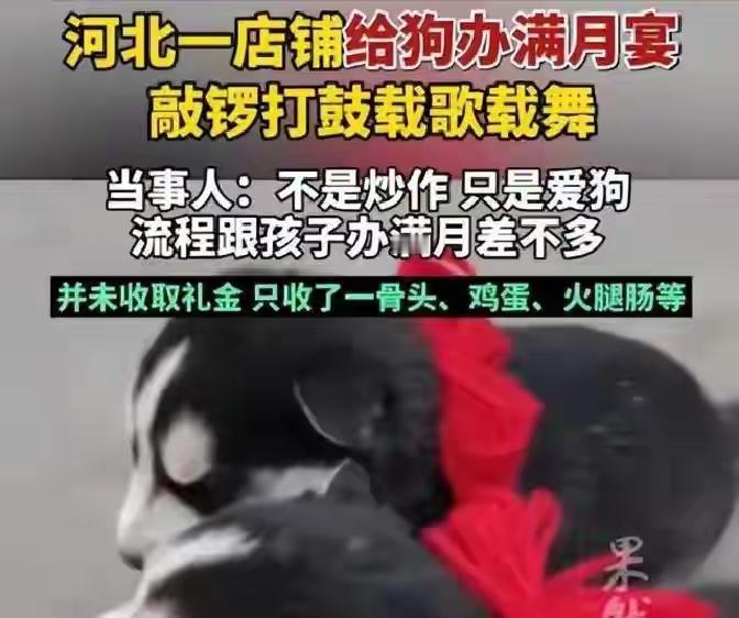 邯郸总出新鲜事，这又大张旗鼓给狗办满月宴会了。怪事年年有，今年特别怪。