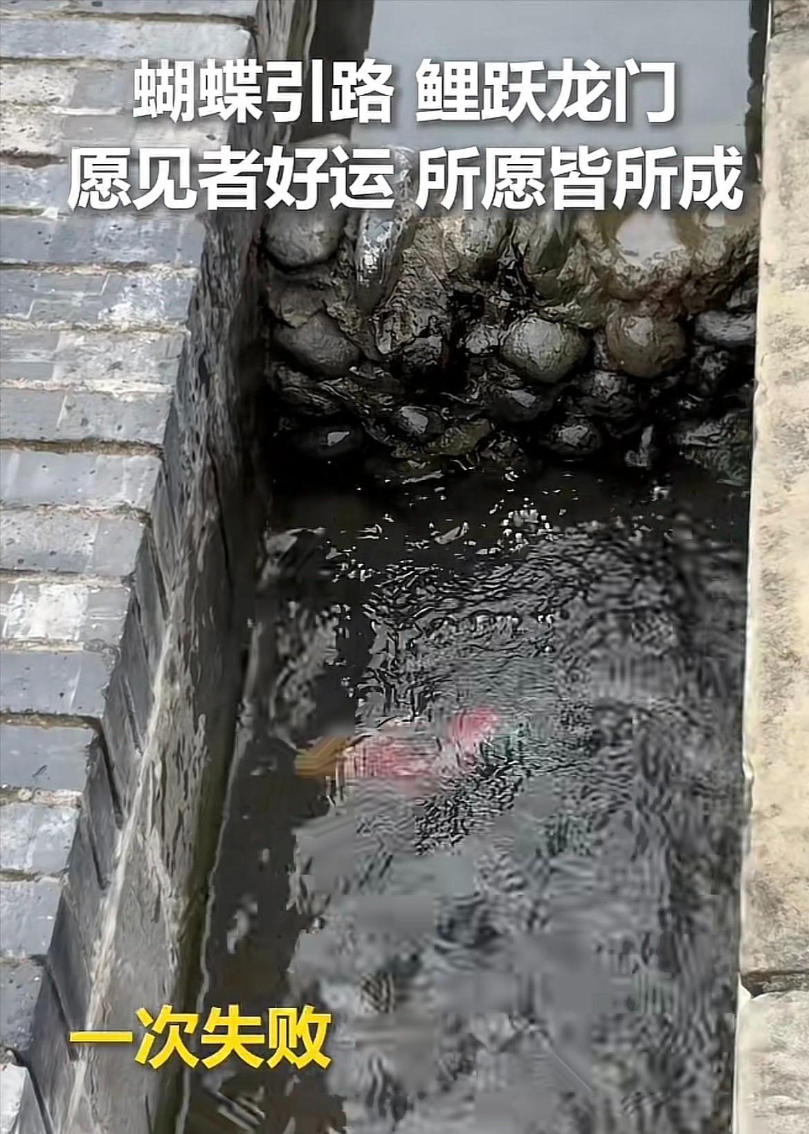 四川，9月30日报道，女生逛公园时，突然听到旁边水沟有动静，走近一看，竟然是一条