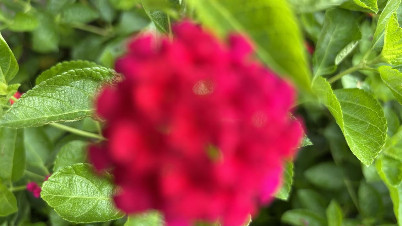 一、外观特点1.花朵小花簇拥成圆球状花团，像迷你绣球；单朵小花小巧，花色