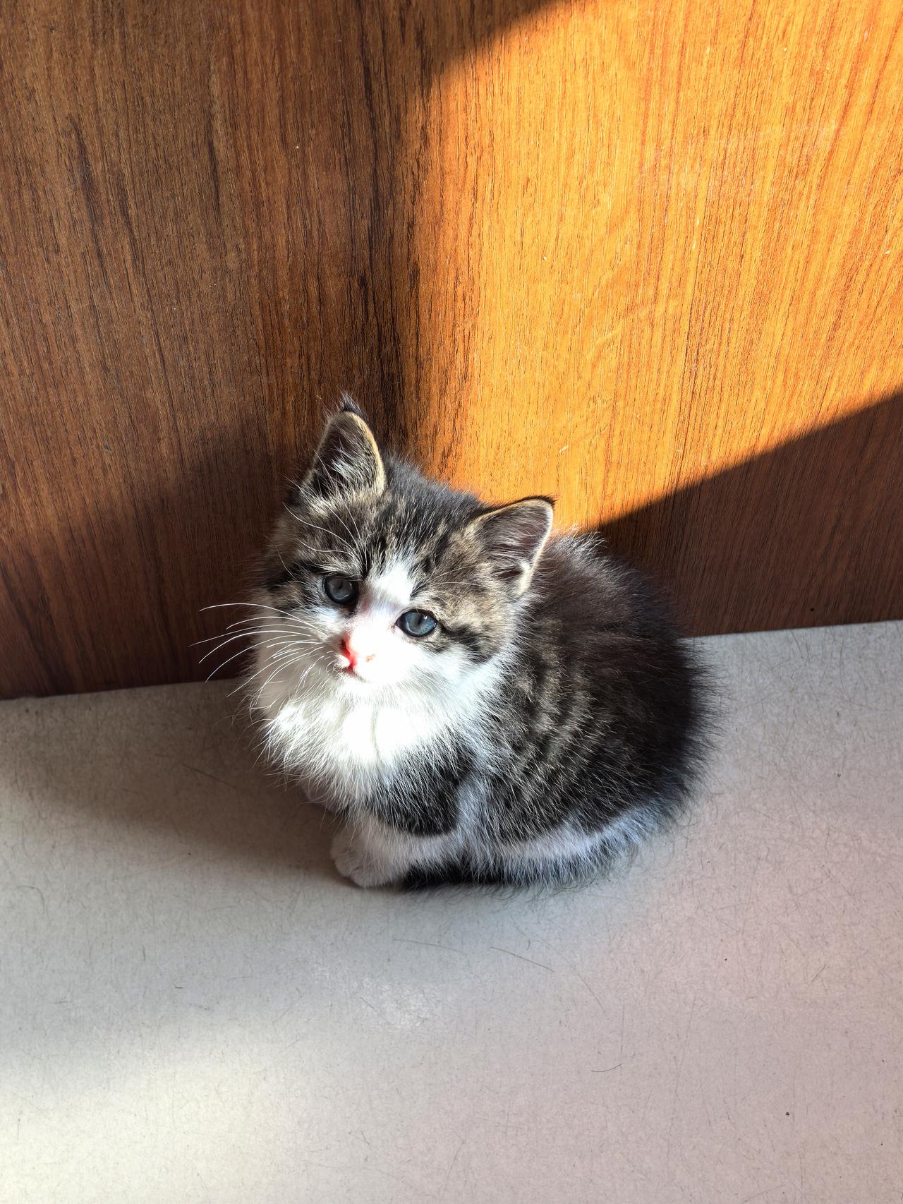 守店的日子真是难熬，尤其生意冷淡，一天进不了几个人，更是难熬。这只小猫咪十分可