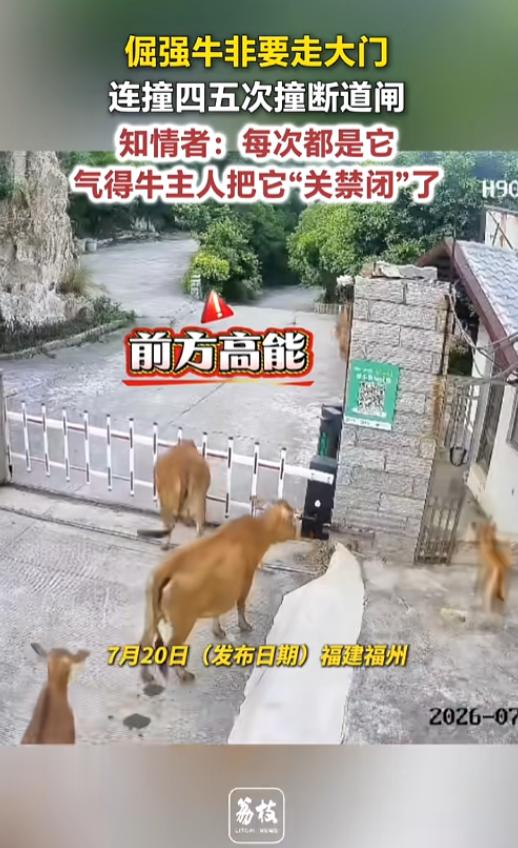 “这也太倔了！”7月20日报道，福建福州，一个养牛场里，除了大门之外，旁边还开了