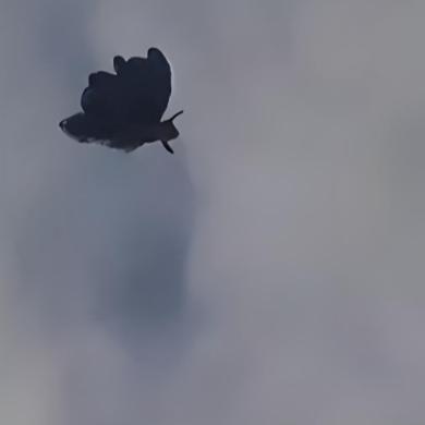 内蒙古包头市出现的高空“蝴蝶形状不明飞行物”事件，目前官方尚未确认具体情况。包头