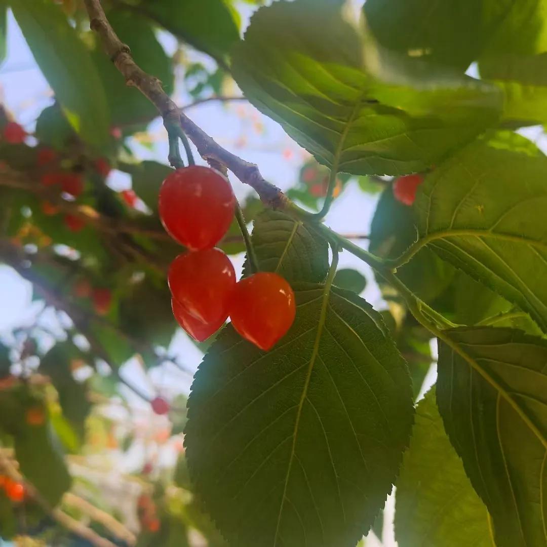 樱桃熟了潜山天柱山脚下，痘姆乡果园里的樱桃🍒熟了！