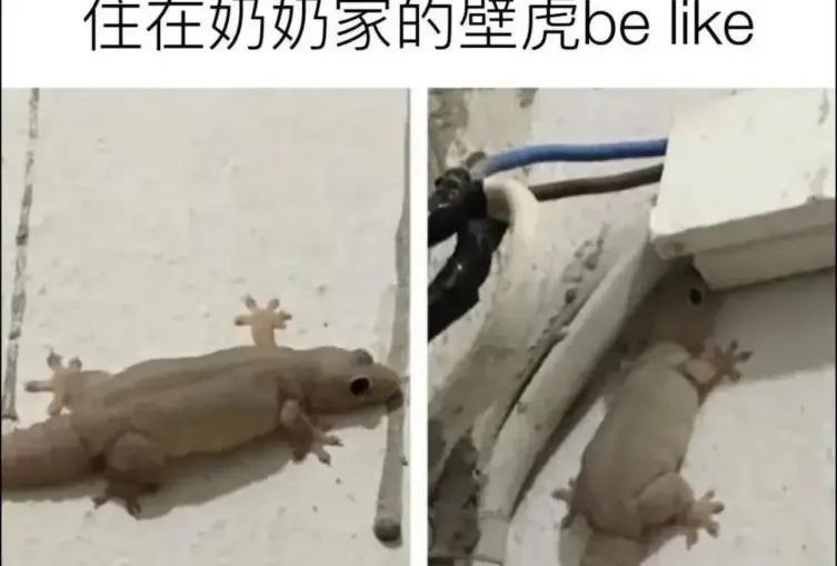 你奶奶是住在蚊子窝了吗？