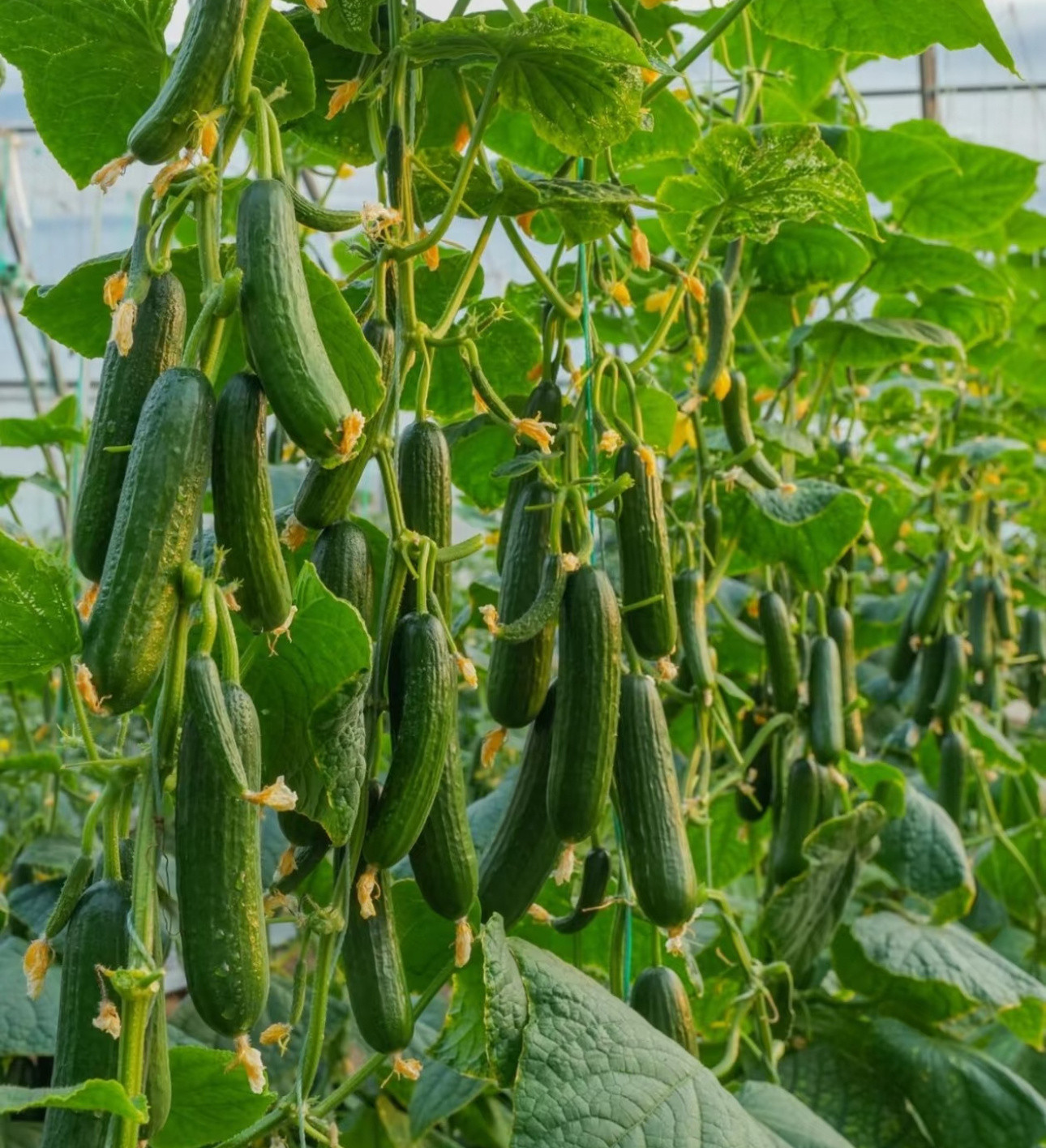 黄瓜的种植一、土壤要求：黄瓜对土壤要求较高，适宜选择疏松、排水良好、有机质丰富的