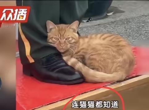 猫贴到他脚边，站住了。天安门广场，哨位上，一只橘猫不紧不慢走过来，后腿绷直，尾