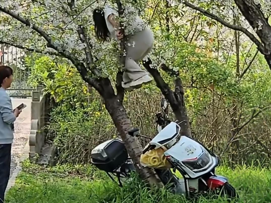 上海女子爬树上拍照，压塌20年樱花树！4月7日，上海顾村公园附近外环林带，