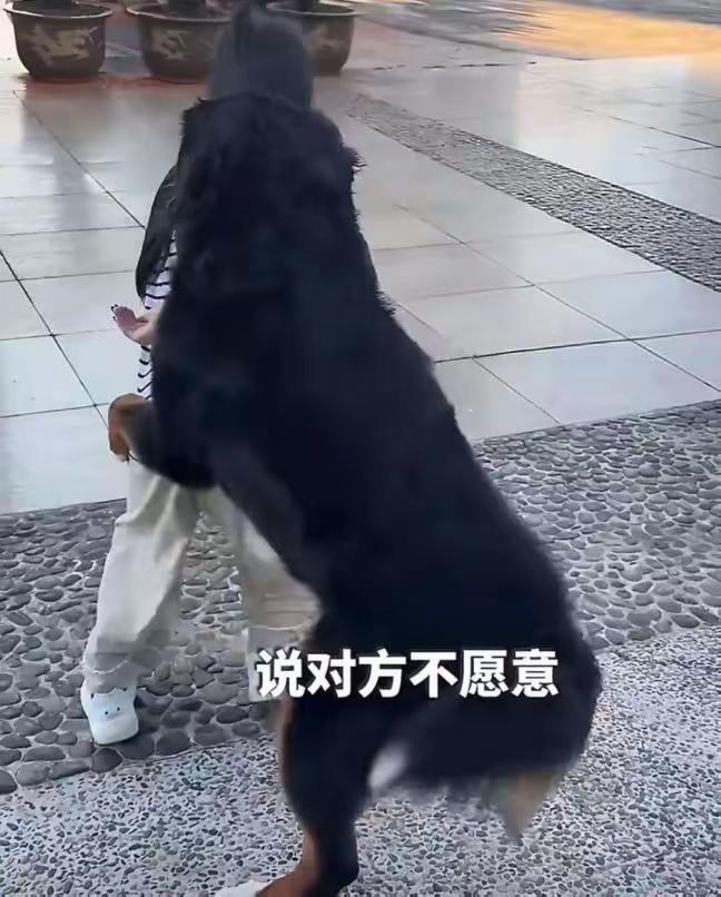 一对母女饭后遛弯儿，走得好好的。谁能想到，身后猛地窜出一条没拴牵引带的大型犬，直