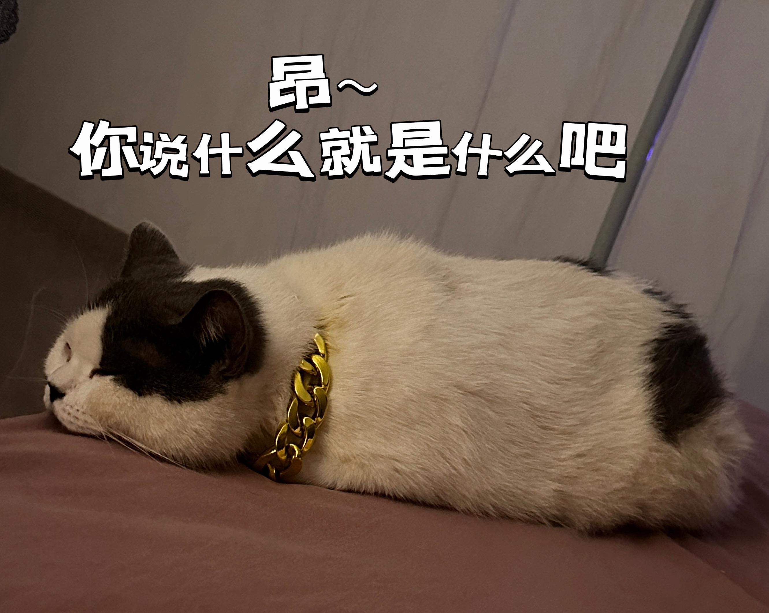 主人什么状态猫咪就什么状态