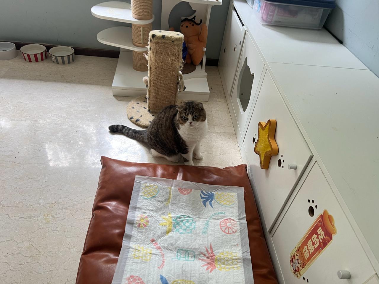被阿鹿打了一掌后整个猫都自闭了[捂脸哭]