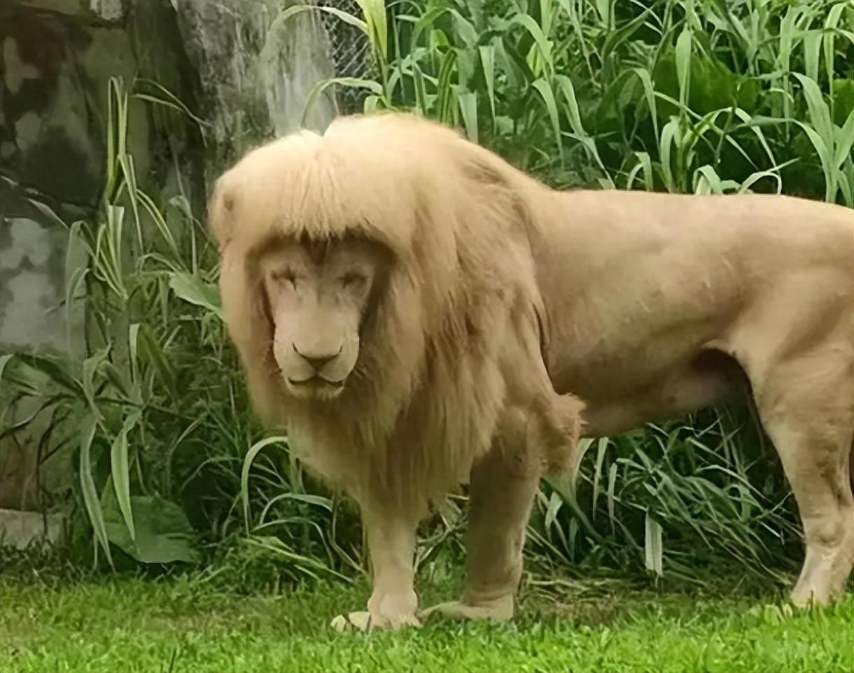 16岁“发型狮”阿杭, 退休!