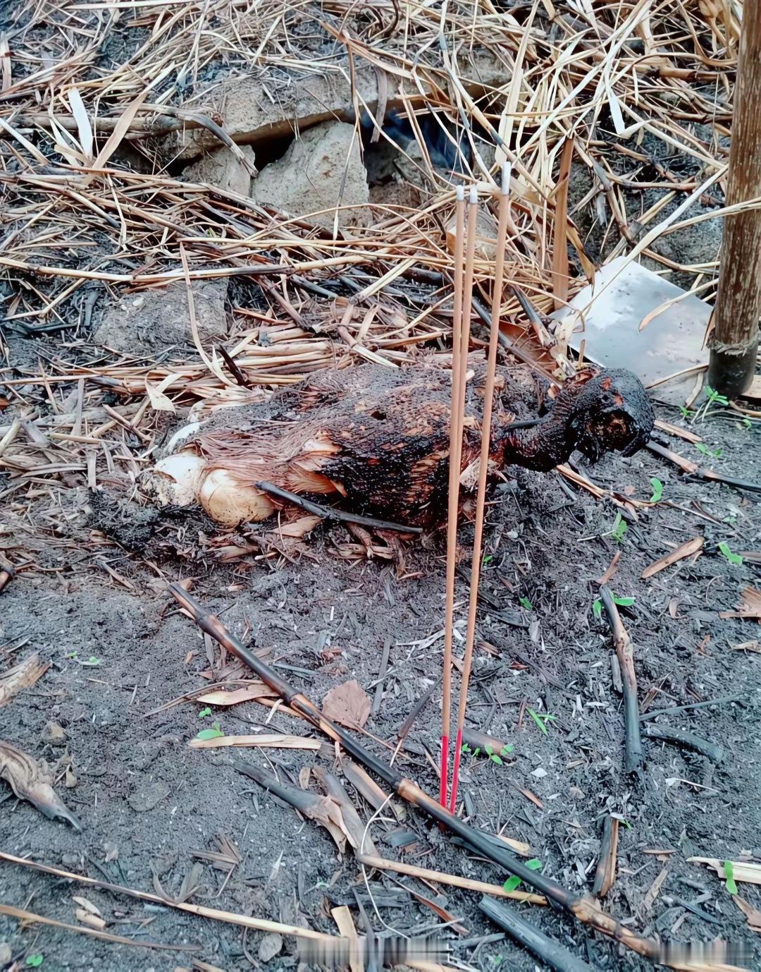万物皆有灵，这只鸟儿宁愿活活烧死都要护住自己的孩子，它受得起这三柱香