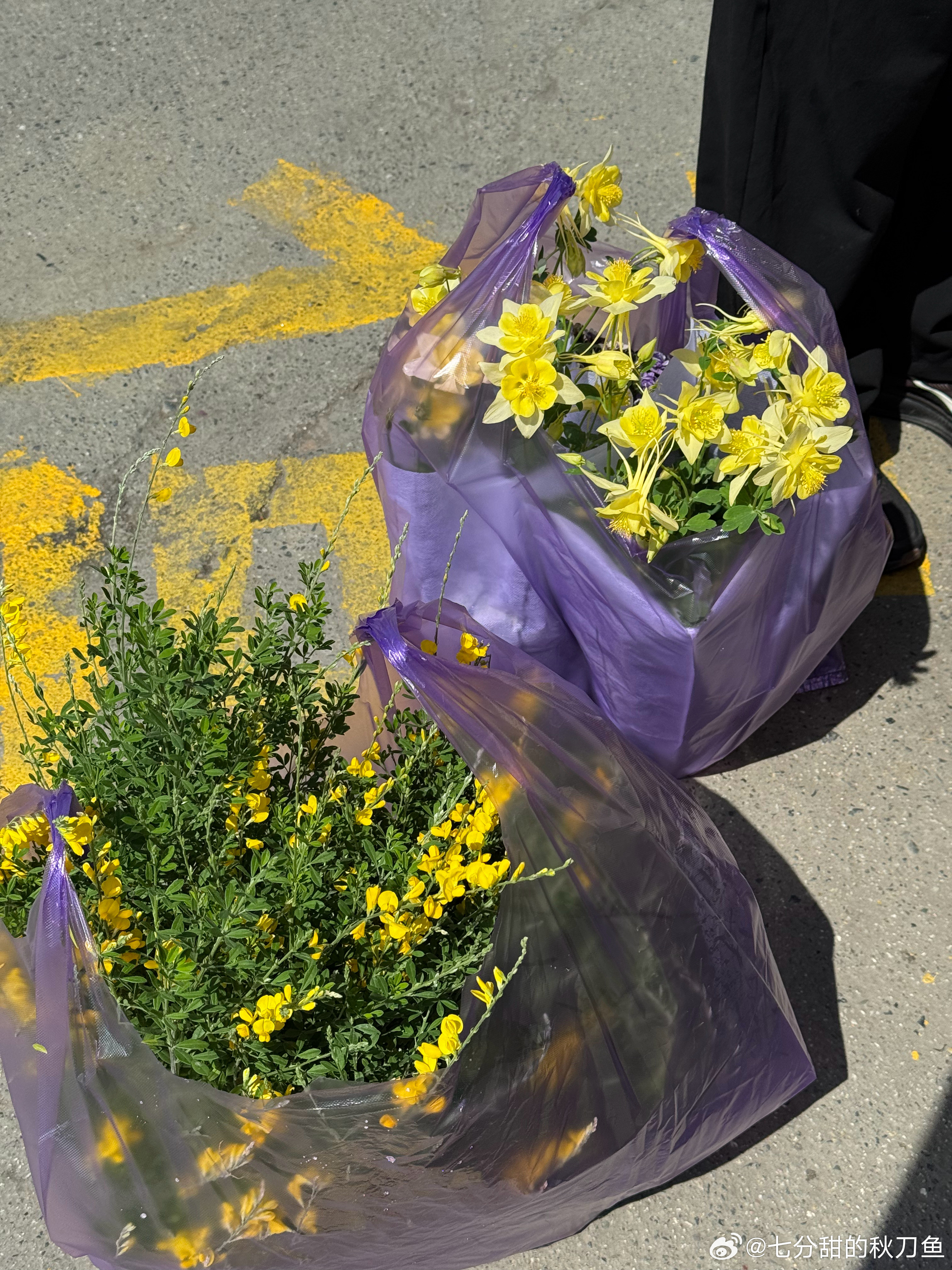 今天买了点盆栽，一眼喜欢的金雀花和这个不知道名字的新品种，这个新品种在我买的时候