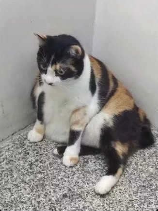 我家的三花猫我妈：这是五花