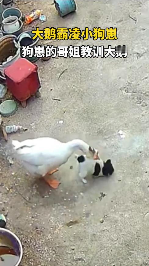 “这下后悔了吧！”11月23日，河南周口，3只大狗在院子里玩耍，没注意到小弟弟跑