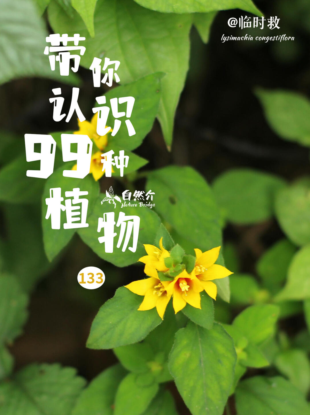 带你认识99种植物