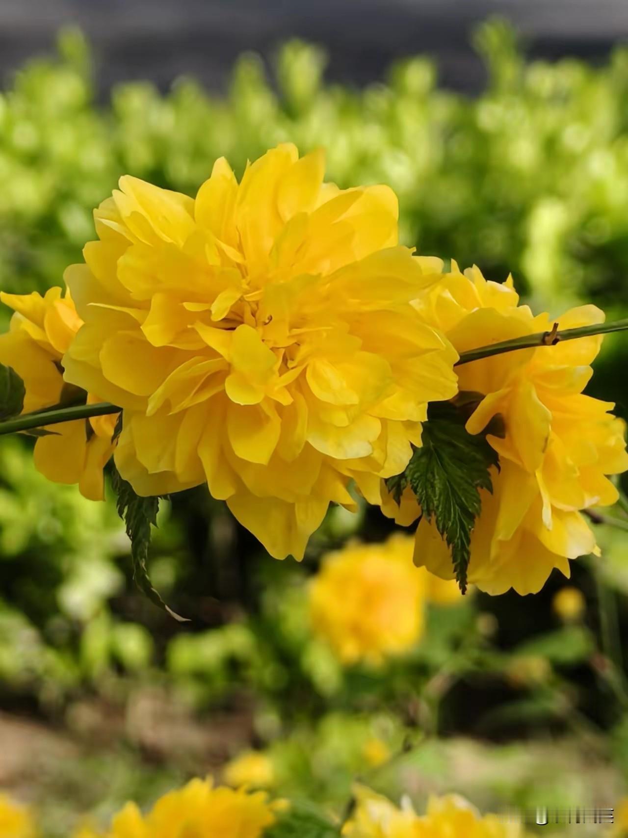 今天休息，在公园里走一走，看一看，看到美丽的花朵💐，更高兴的还看到了漂亮美丽好