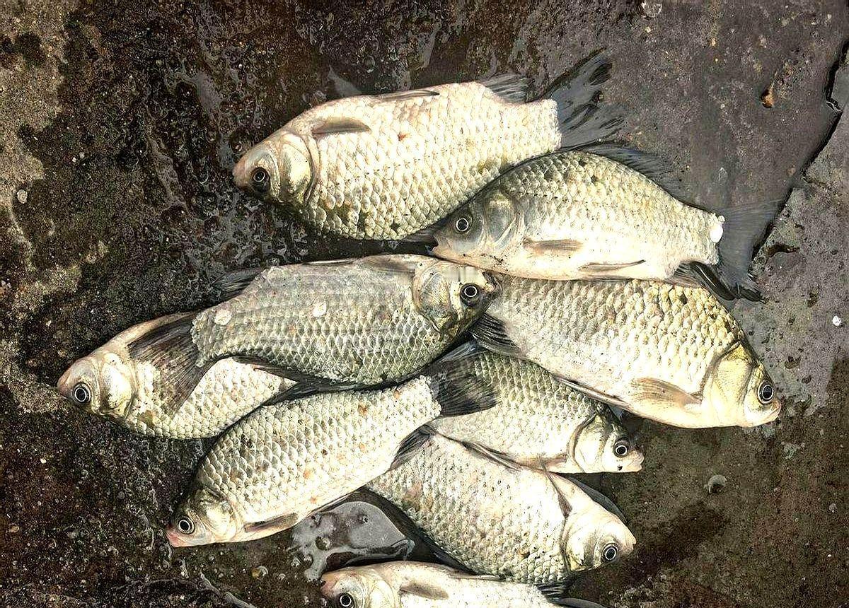 冬天钓鲫鱼，别瞎瞎折腾，水温才是爹。8℃以上才有戏，桥墩底下多暖和两度，别往中