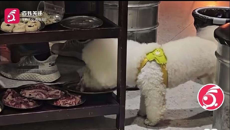 狗进餐馆在桌下偷吃肉！很显然，这是一条精心打扮过的宠物狗，从这一点就可以看出，宠