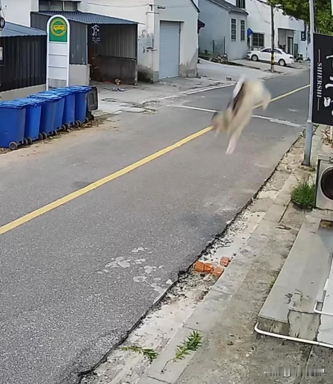 一只价值800万的阿拉斯加犬壮壮，主人不小心让壮壮从三楼的窗台上掉落，正好掉在马