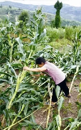今年夏季自玉米出苗到现在一个多月没有有效降雨，玉米快旱死了，无奈只冒着高温和中暑