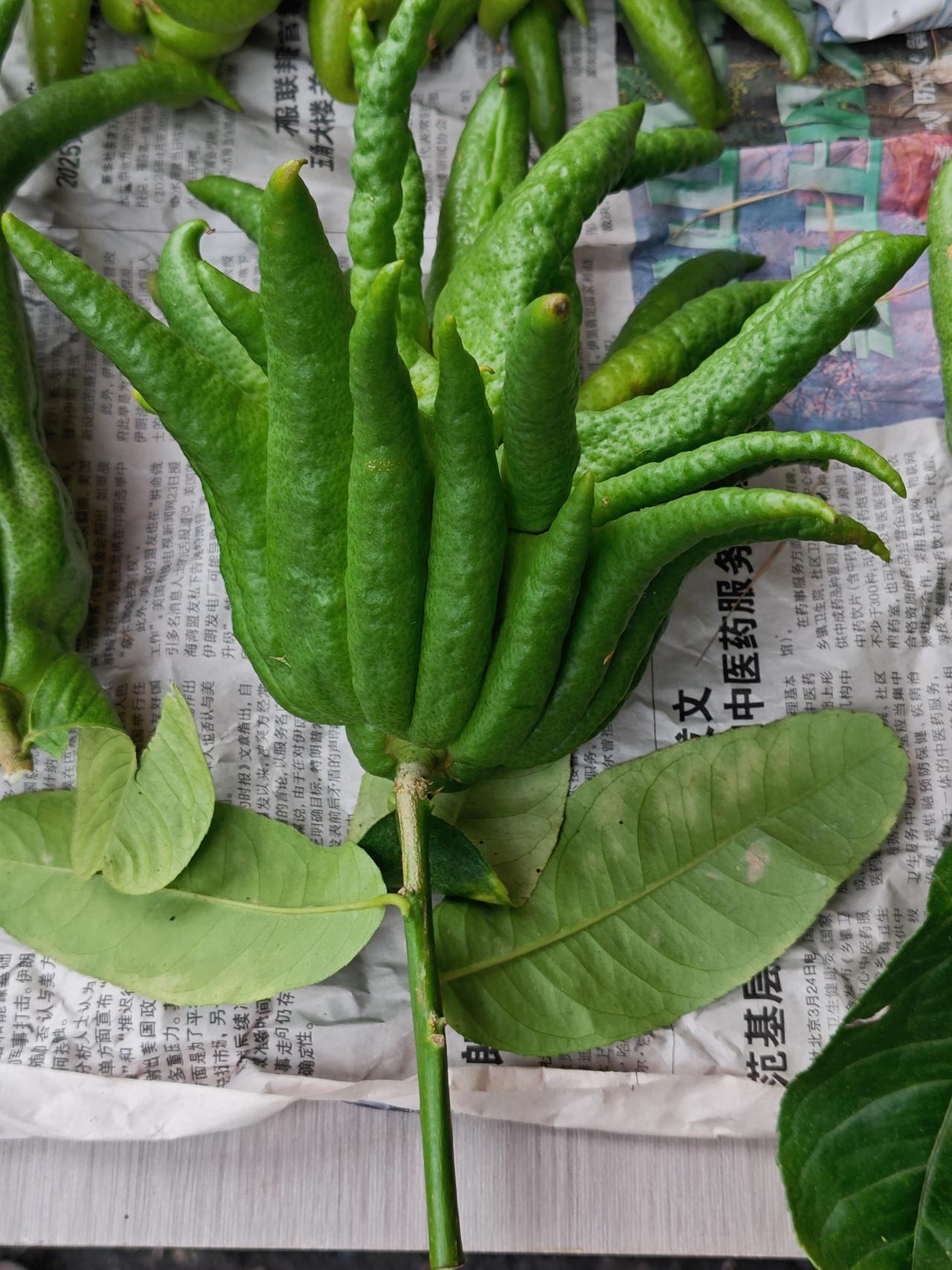 自然造物，美不胜收——佛手香橼~