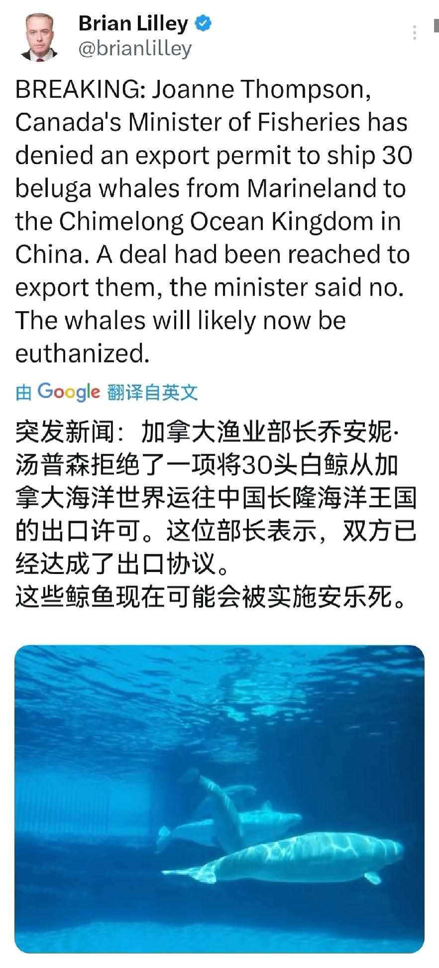 把白鲸杀了也不卖给中国长隆海洋动物园？不管在哪个水族馆对鲸鱼来说都是虐待，但