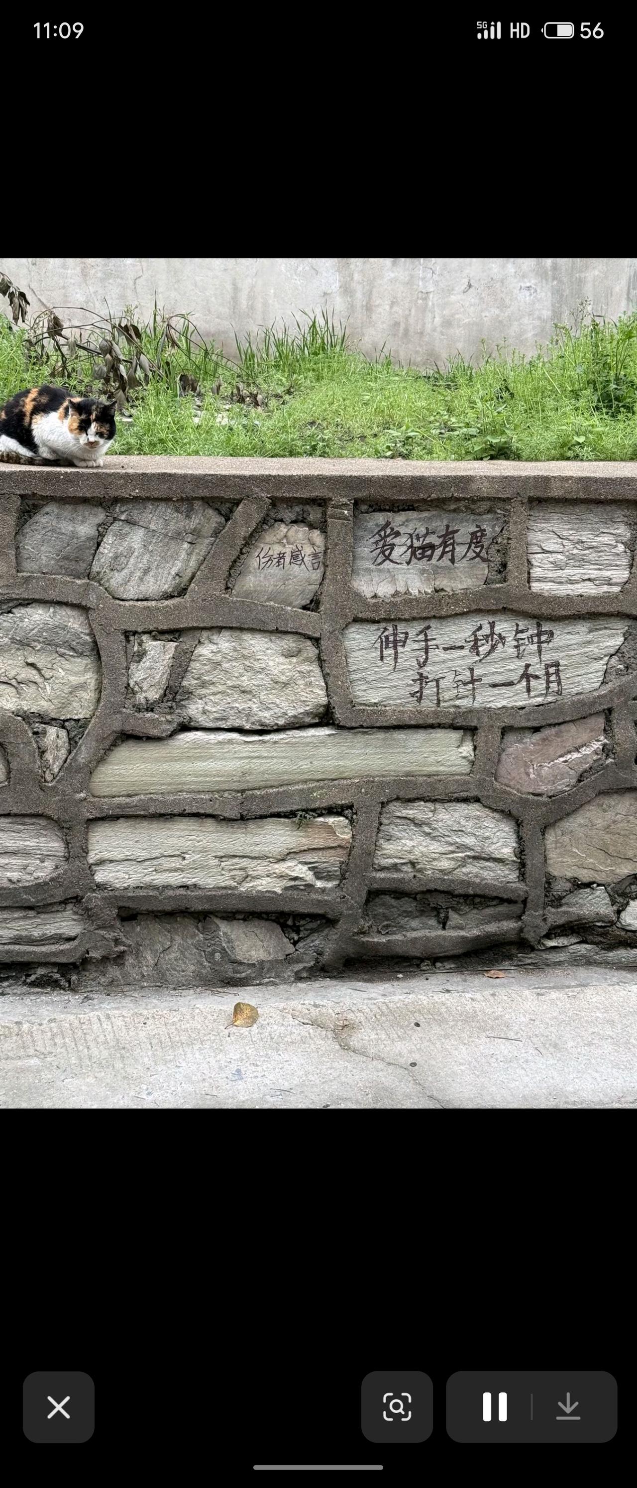 “爱猫有度”“伸手一秒钟，打针一个月。”孝感某高校内手写温馨提醒。校园里的猫咪虽