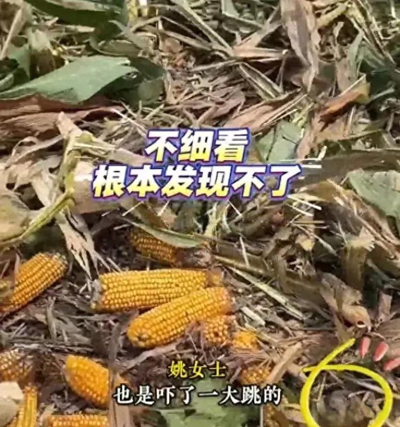 9月17日，河南驻马店一女子在地里捡玉米时，忽然看到玉米旁有只“大壁虎”一动不动