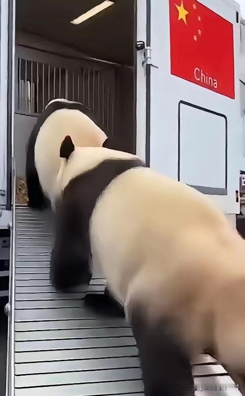 1月27日，旅日大熊猫启程回国，那贴有五星红旗的集装箱车停在上野动物园门口时，晓