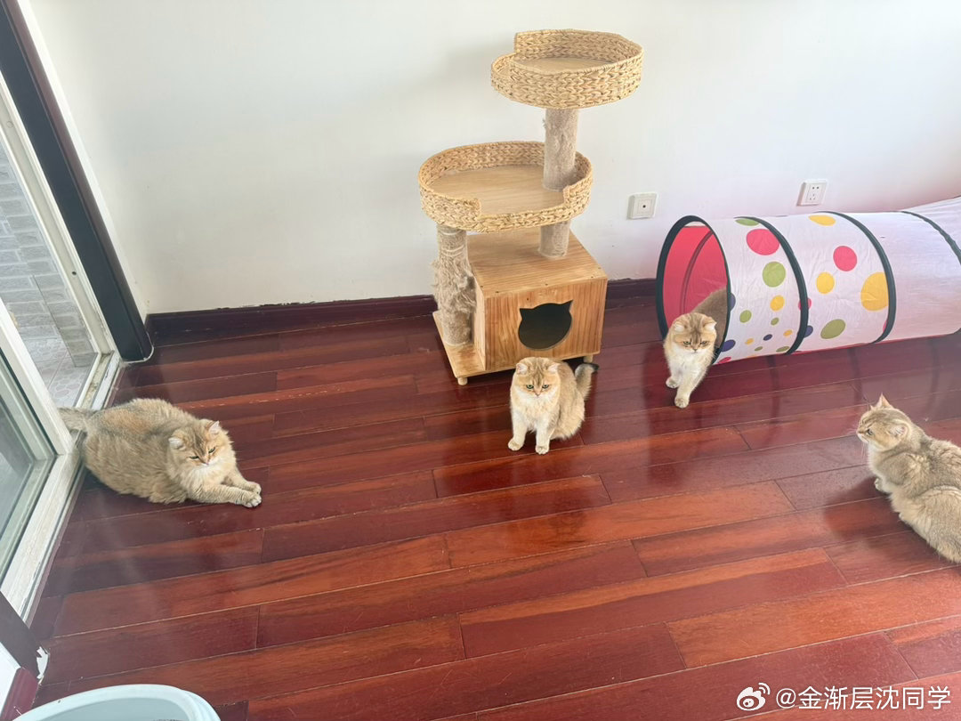 妹妹的玩具正式移交黄金军团，肉包排队就位萌宠猫咪