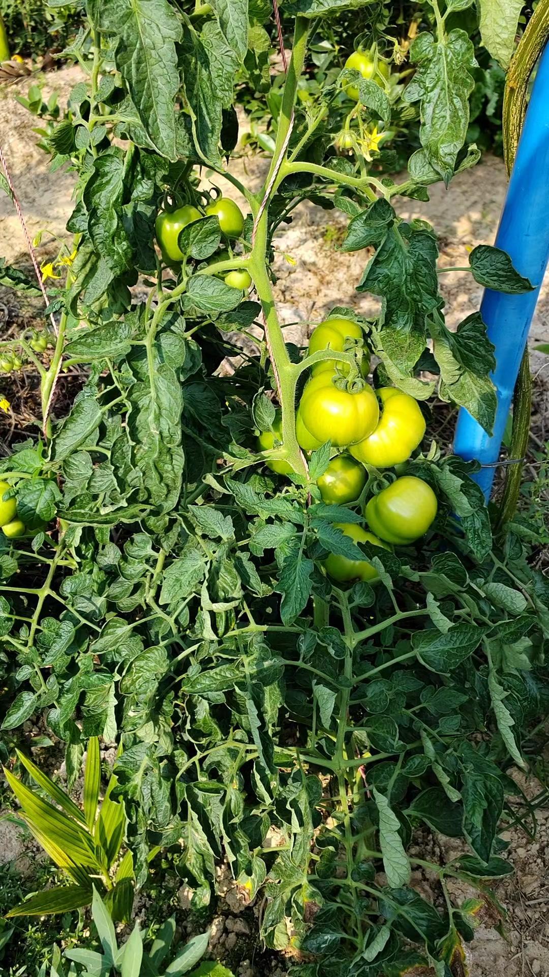 大红番茄果子也太喜人了吧！🌱坐标北方，我的大红番茄终于挂果了，果子比拳头还大，