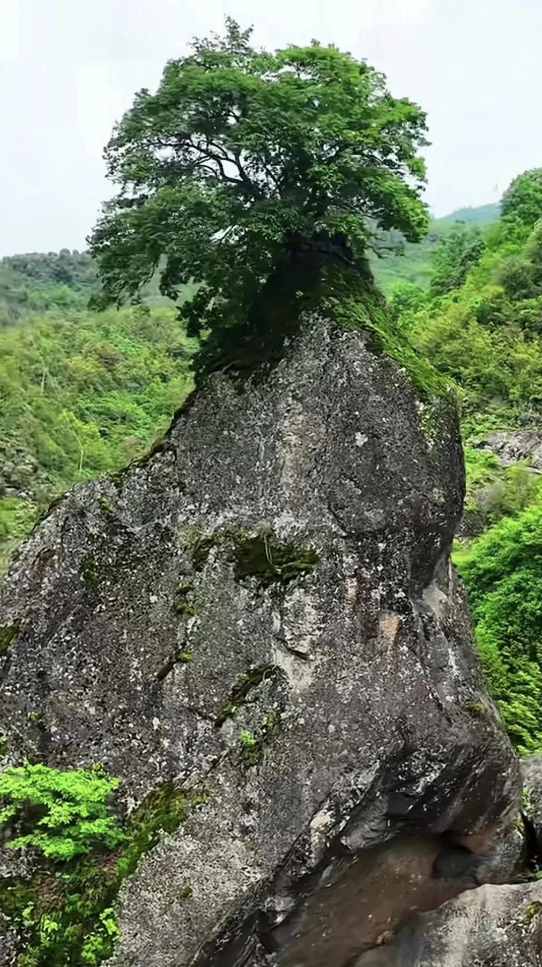 一坨鸟粪造就的景观……