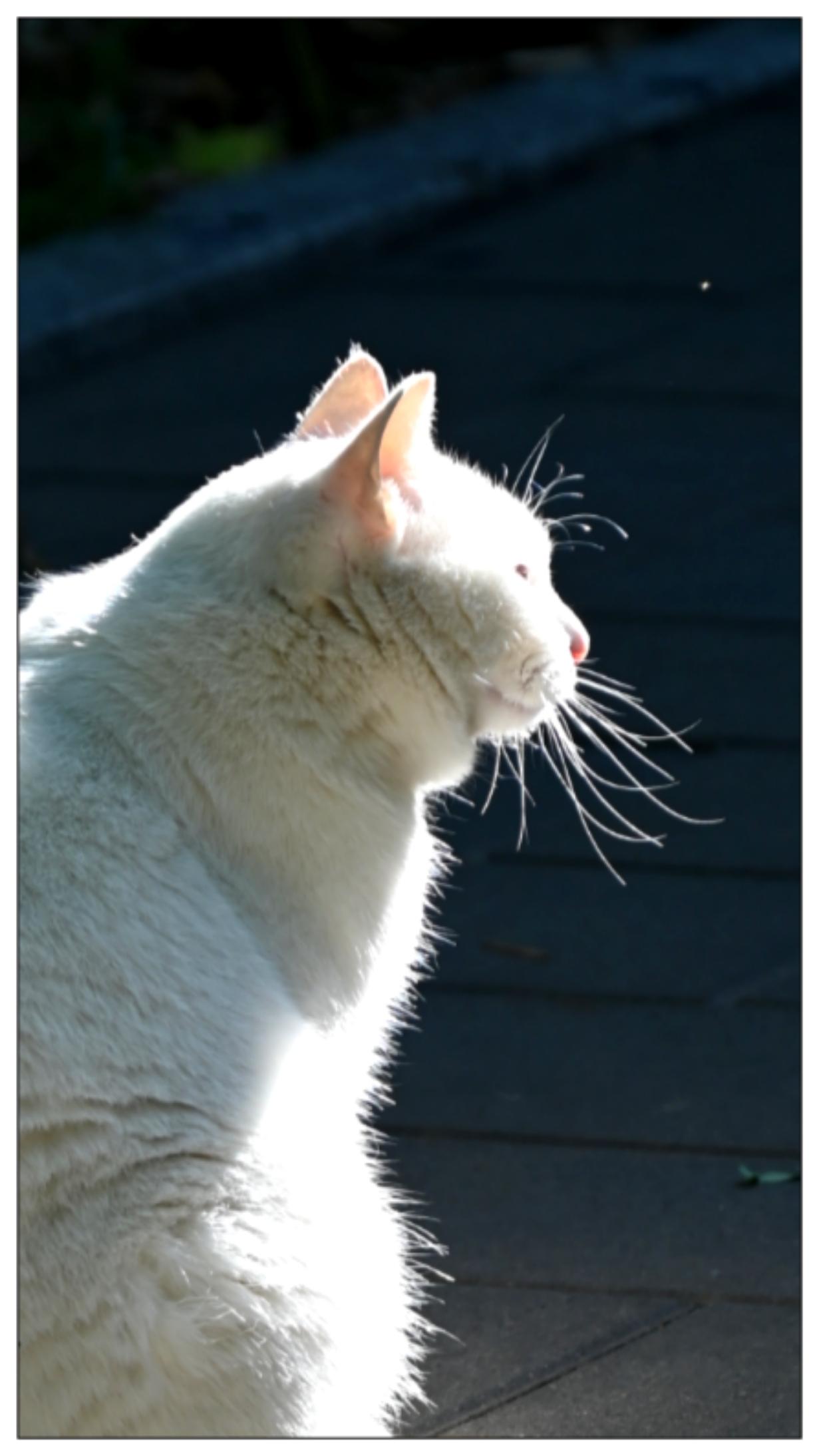 猫咪，今天在公园拍摄的