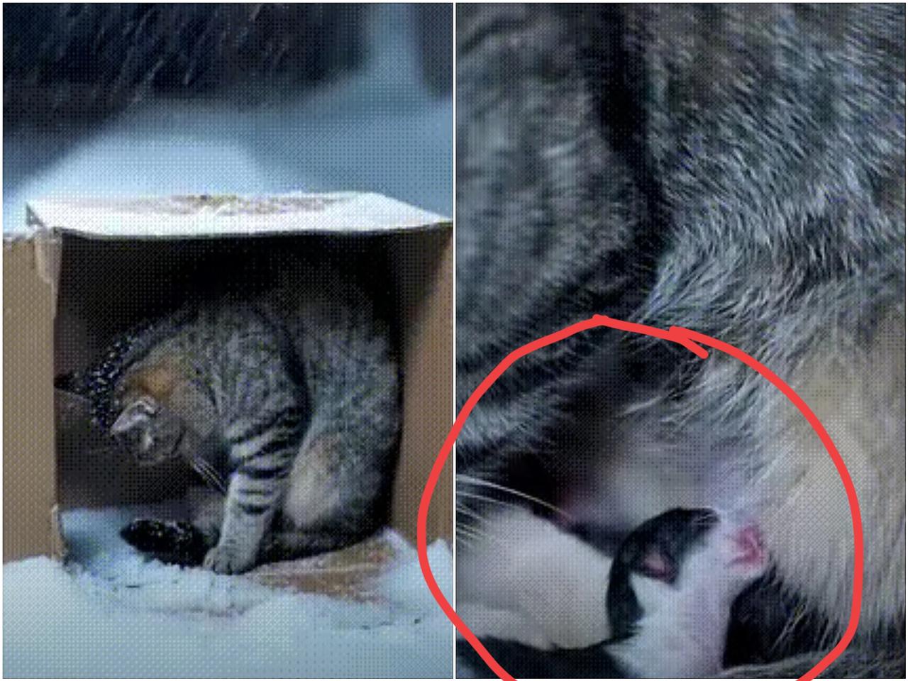 谁懂啊！雪地里这一幕，直接泪目了！天寒地冻中，猫妈妈紧紧把幼崽搂在怀里，自己的