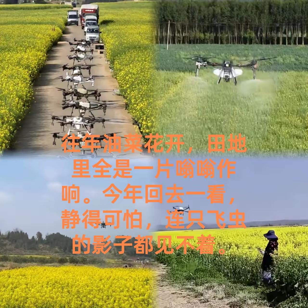 无人机向油菜花喷洒农药，不仅灭的是蜜蜂，更是我们的口粮。大家别小看了蜜蜂，一旦